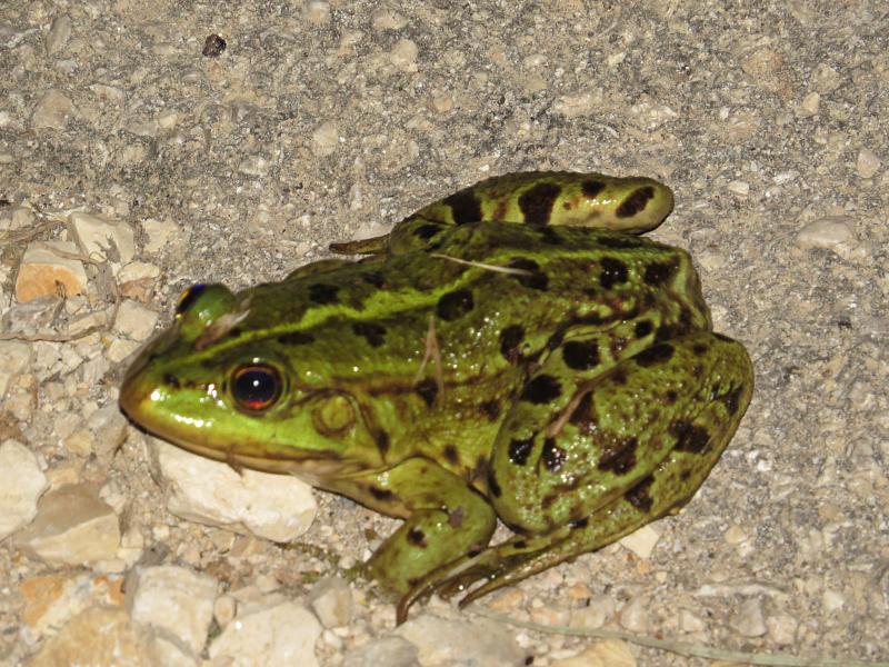 Pelophylax/Rana sp.