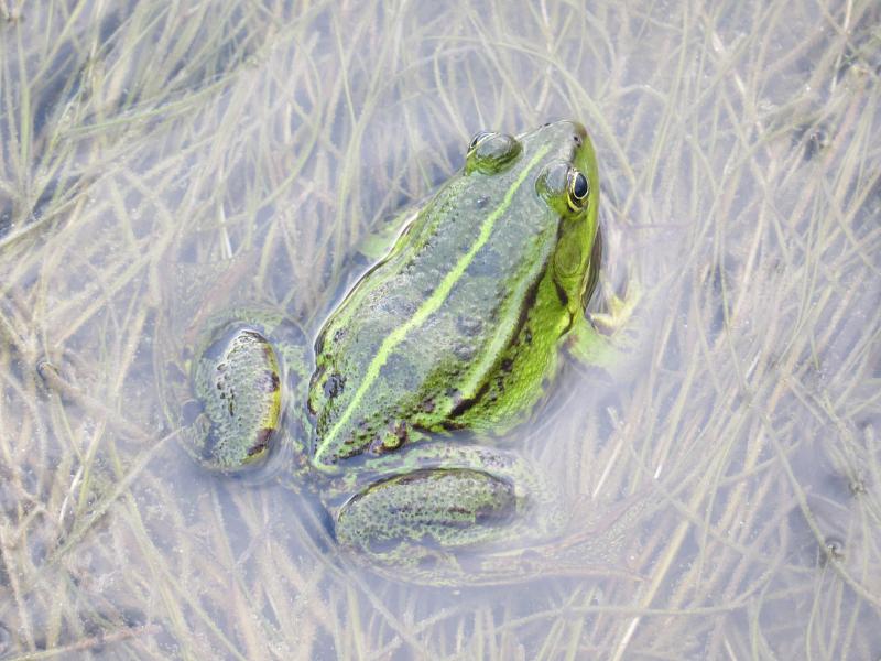 Pelophylax/Rana sp.