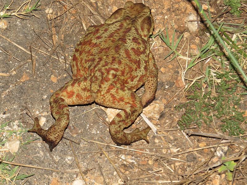 Bufo bufo