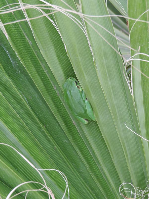 Hyla arborea