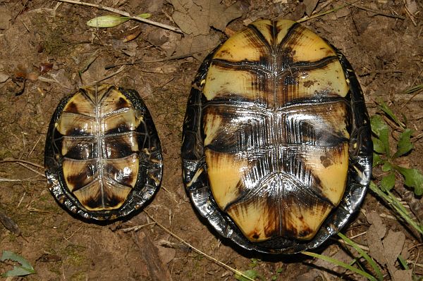 Emys orbicularis