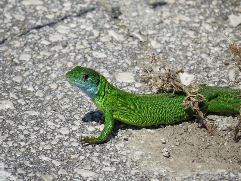 Lacerta viridis