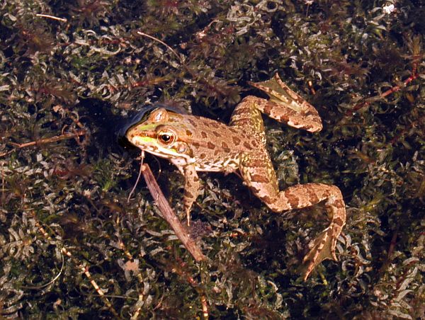 Pelophylax ridibundus