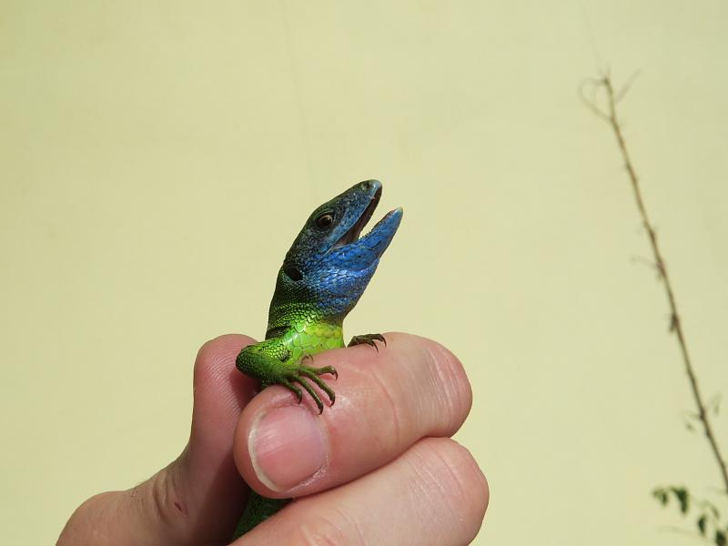 Lacerta viridis