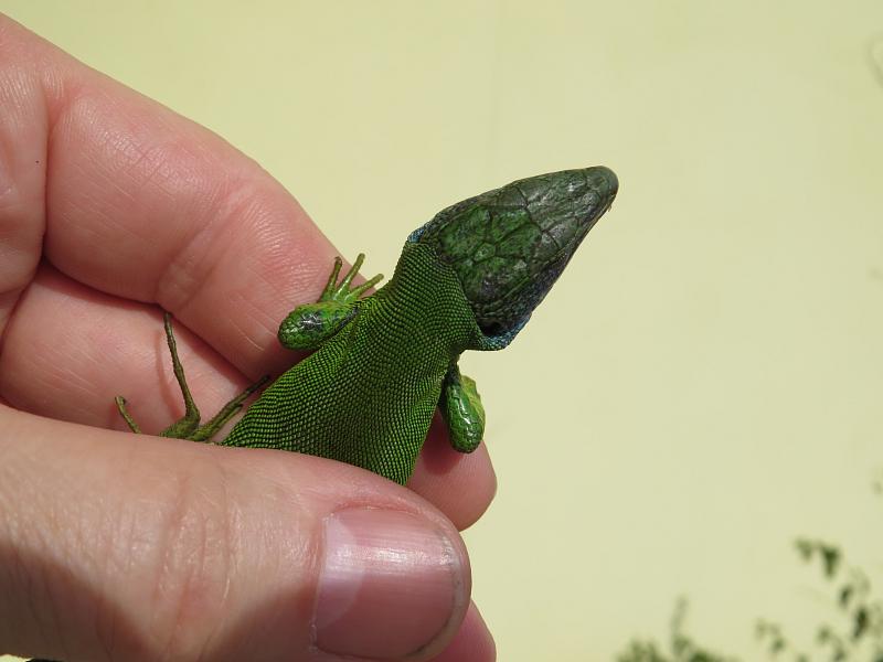 Lacerta viridis