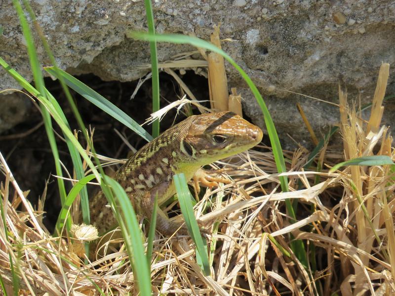 Lacerta viridis