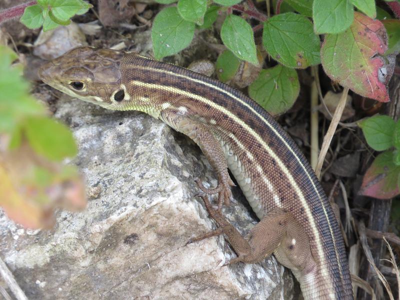 Lacerta trilineata