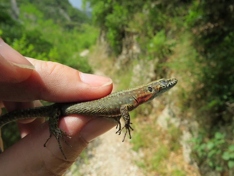 Algyroides nigropunctatus