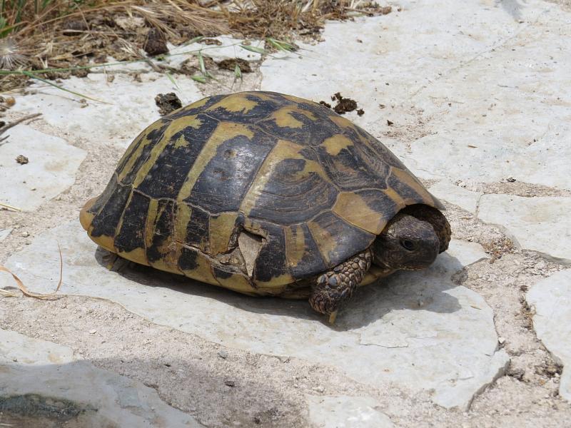 Testudo hermanni