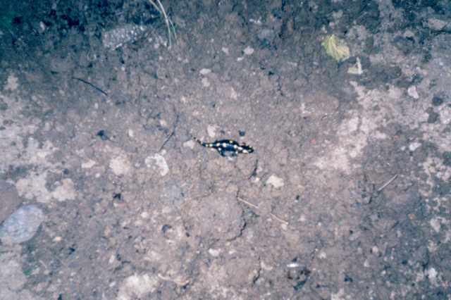 Salamandra salamandra