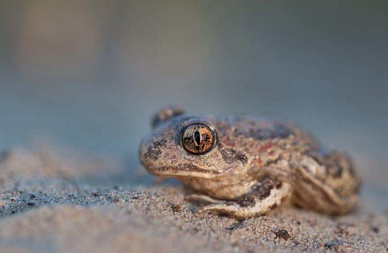 Pelobates fuscus