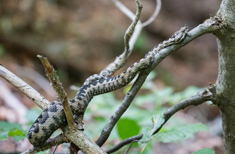 Vipera ammodytes