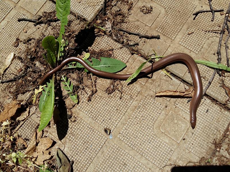 Anguis fragilis s.l.