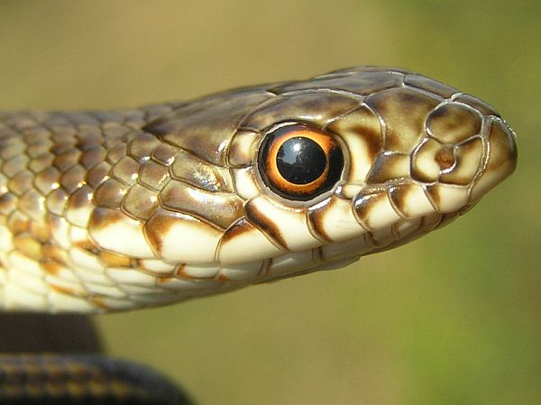 Dolichophis caspius