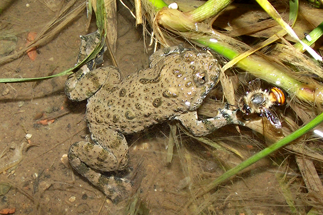 Bombina variegata