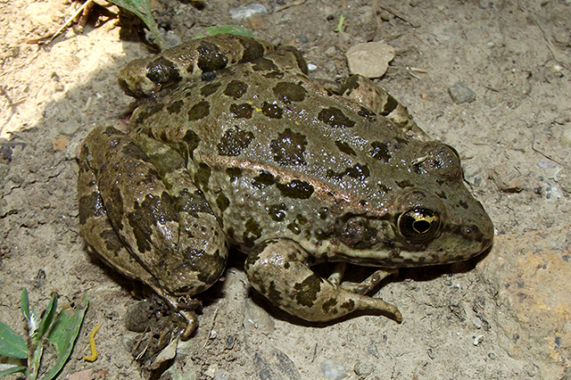 Pelophylax ridibundus