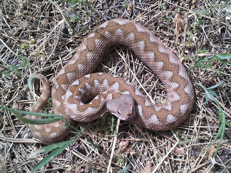 Vipera ammodytes