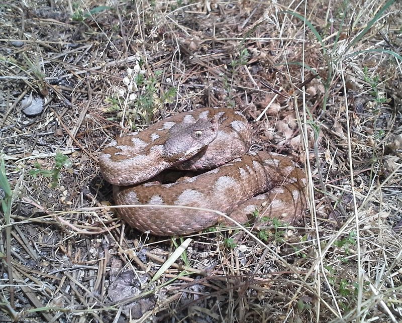 Vipera ammodytes