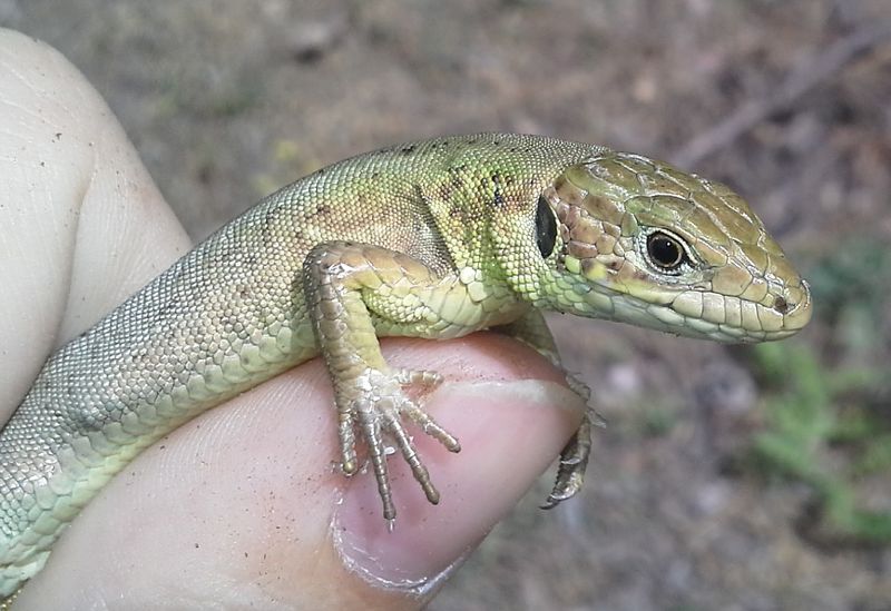 Lacerta viridis