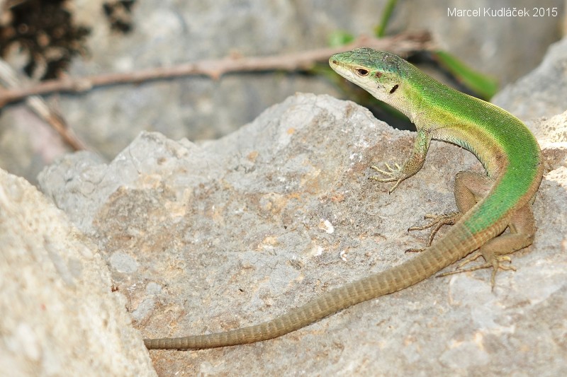 Podarcis melisellensis