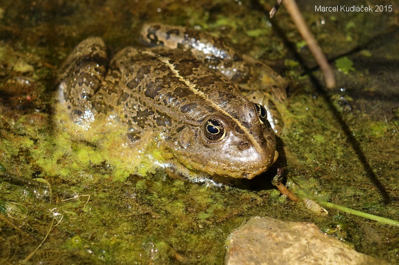 Pelophylax ridibundus