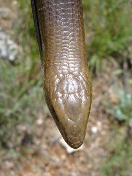 Pseudopus apodus