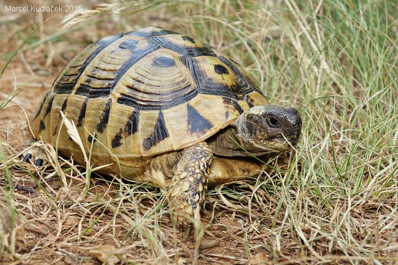 Testudo hermanni