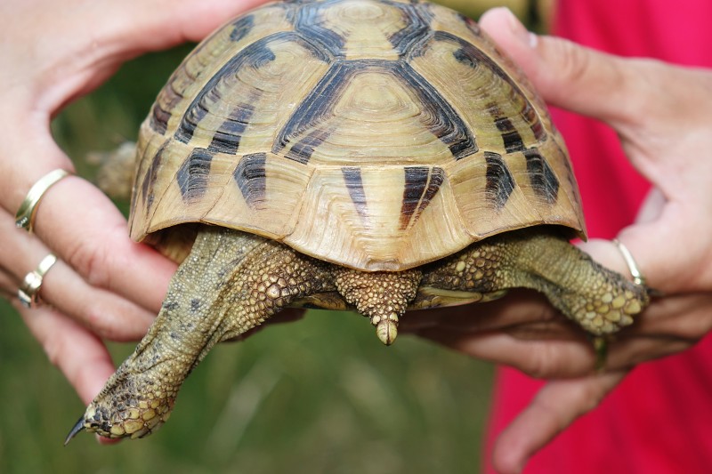 Testudo hermanni