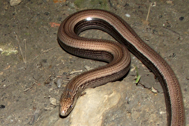 Anguis fragilis s.l.