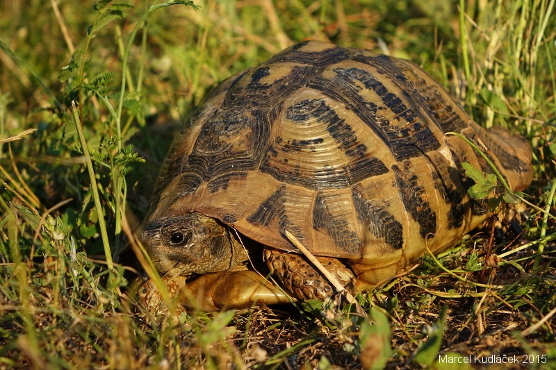 Testudo hermanni