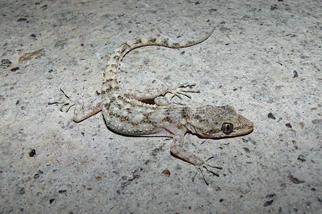 Mediodactylus kotschyi