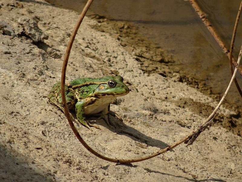 Pelophylax/Rana sp.