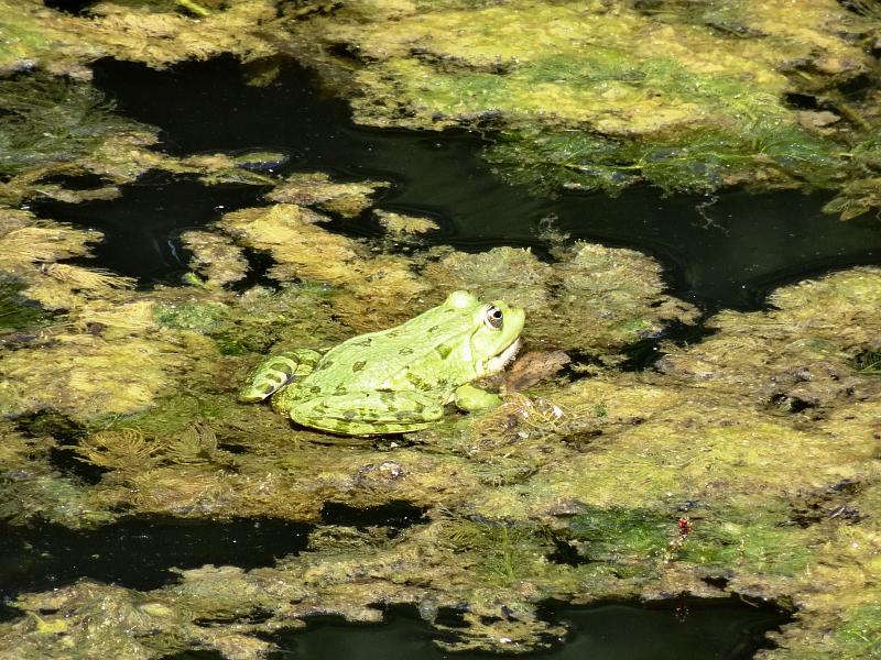 Pelophylax/Rana sp.