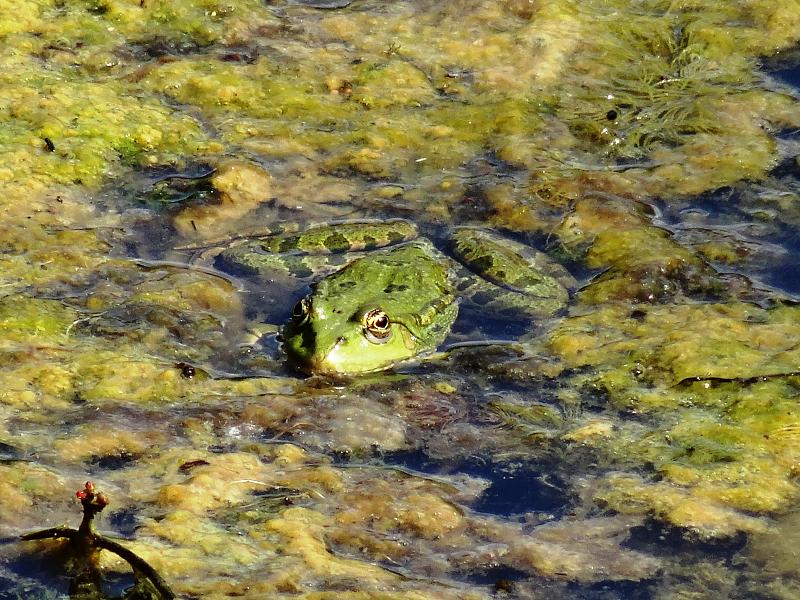 Pelophylax/Rana sp.