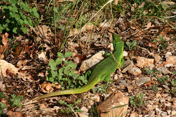 Lacerta trilineata