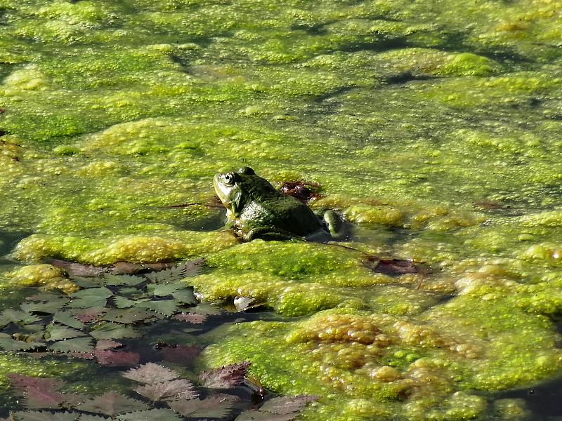 Pelophylax/Rana sp.