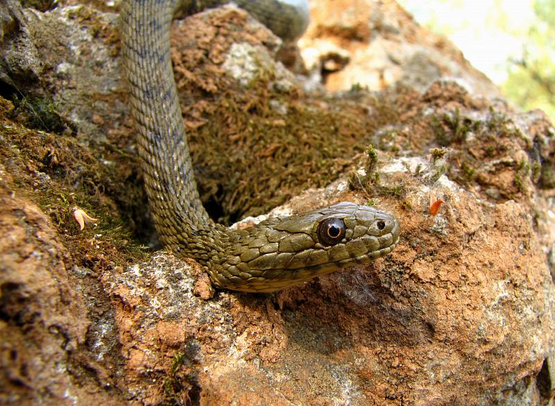 Natrix tessellata