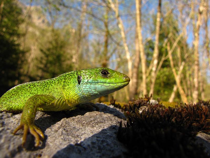 Lacerta viridis