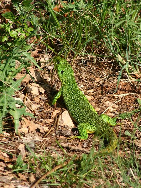 Lacerta trilineata