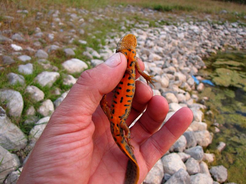 Triturus macedonicus