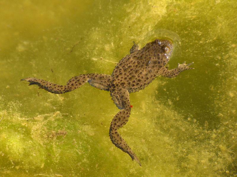 Bombina variegata