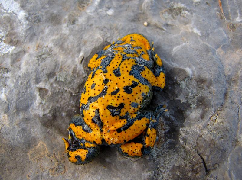 Bombina variegata