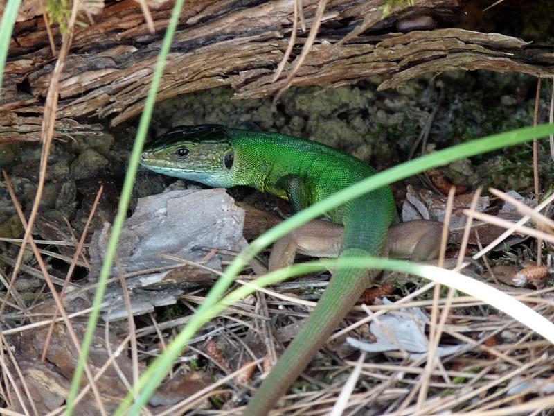 Lacerta viridis