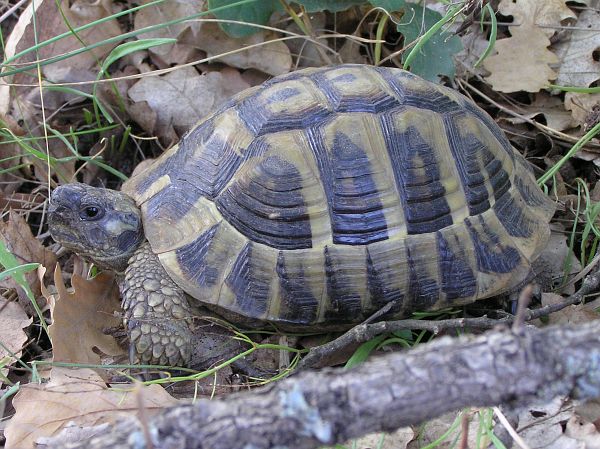 Testudo hermanni