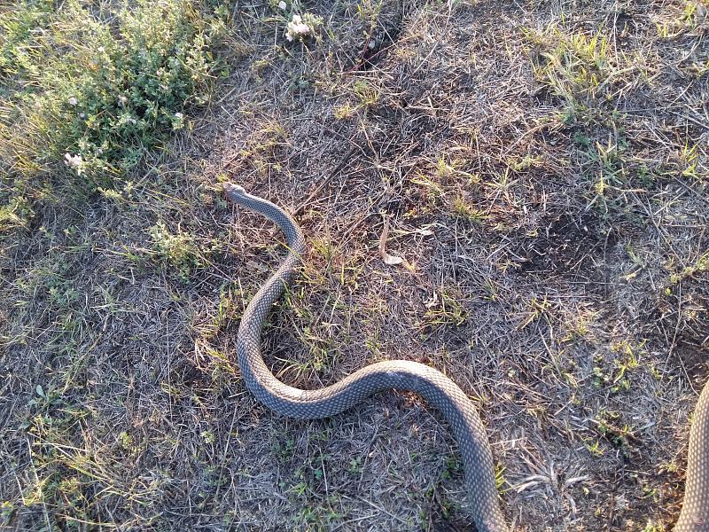 Dolichophis caspius