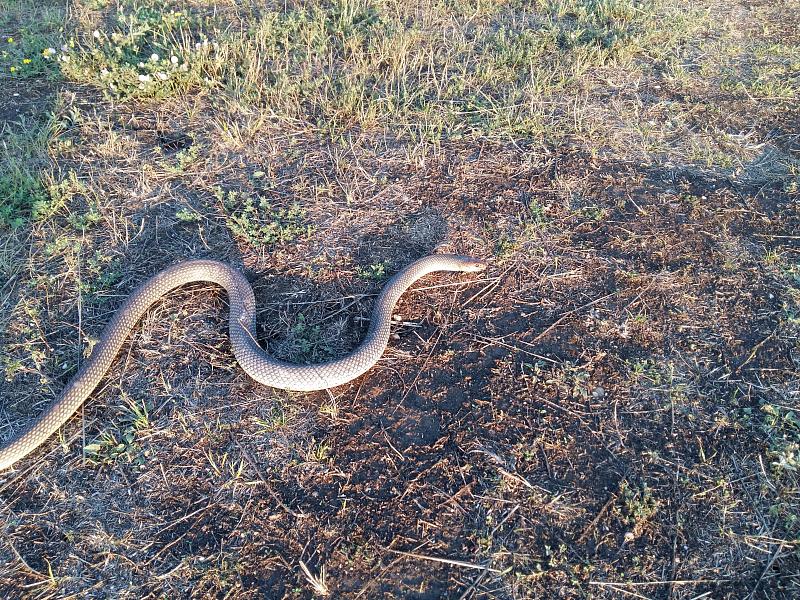 Dolichophis caspius