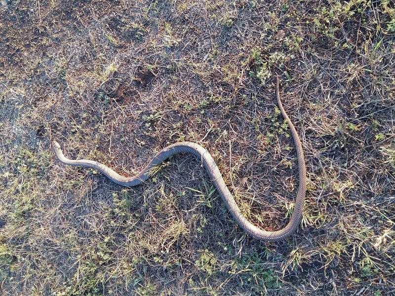 Dolichophis caspius