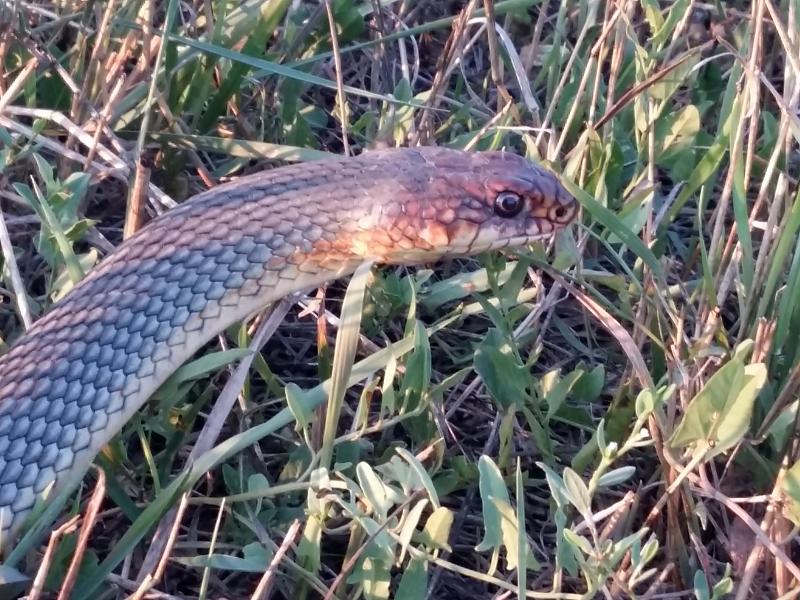 Dolichophis caspius