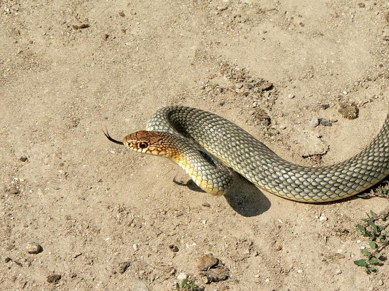 Dolichophis caspius