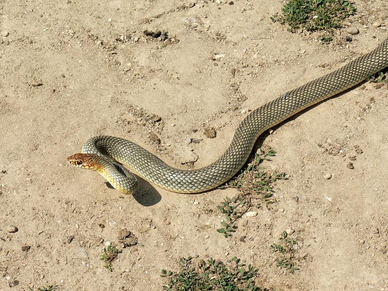 Dolichophis caspius